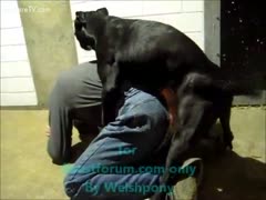 When a dog fucks a man's anal, it gets nasty fun.